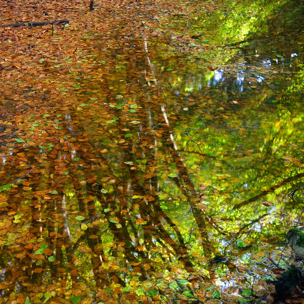 Reflection