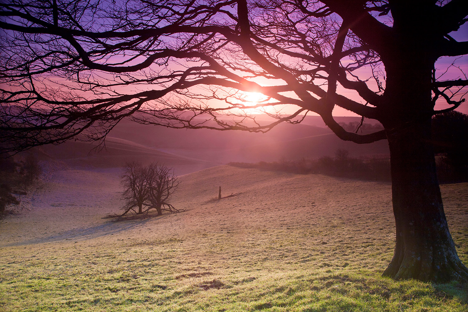 Sunrise Tree