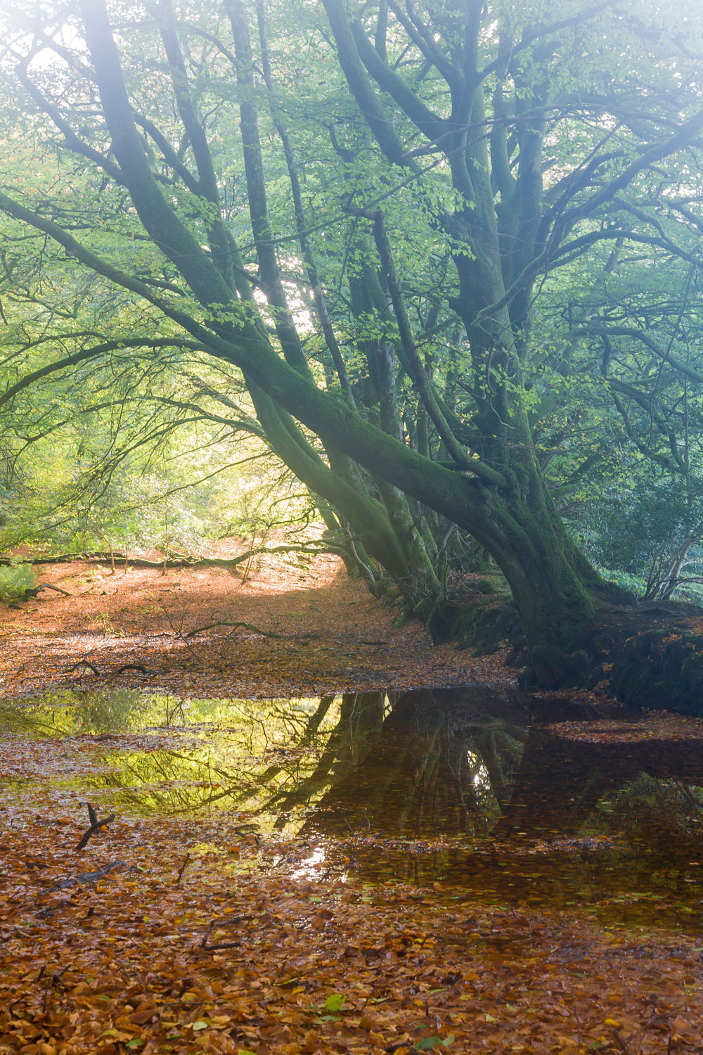 Lewesdon Reflection