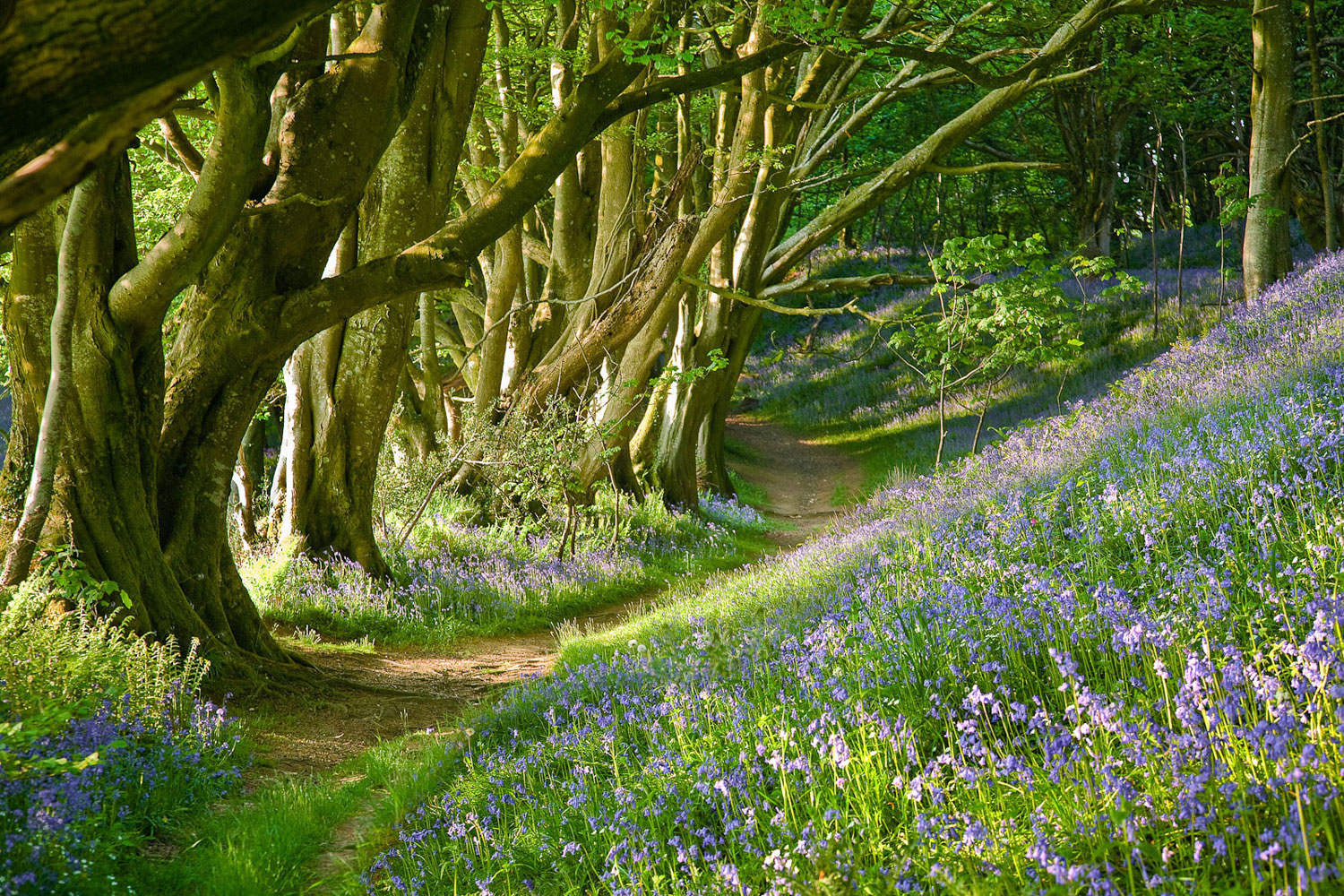 Lewesdon Bluebells
