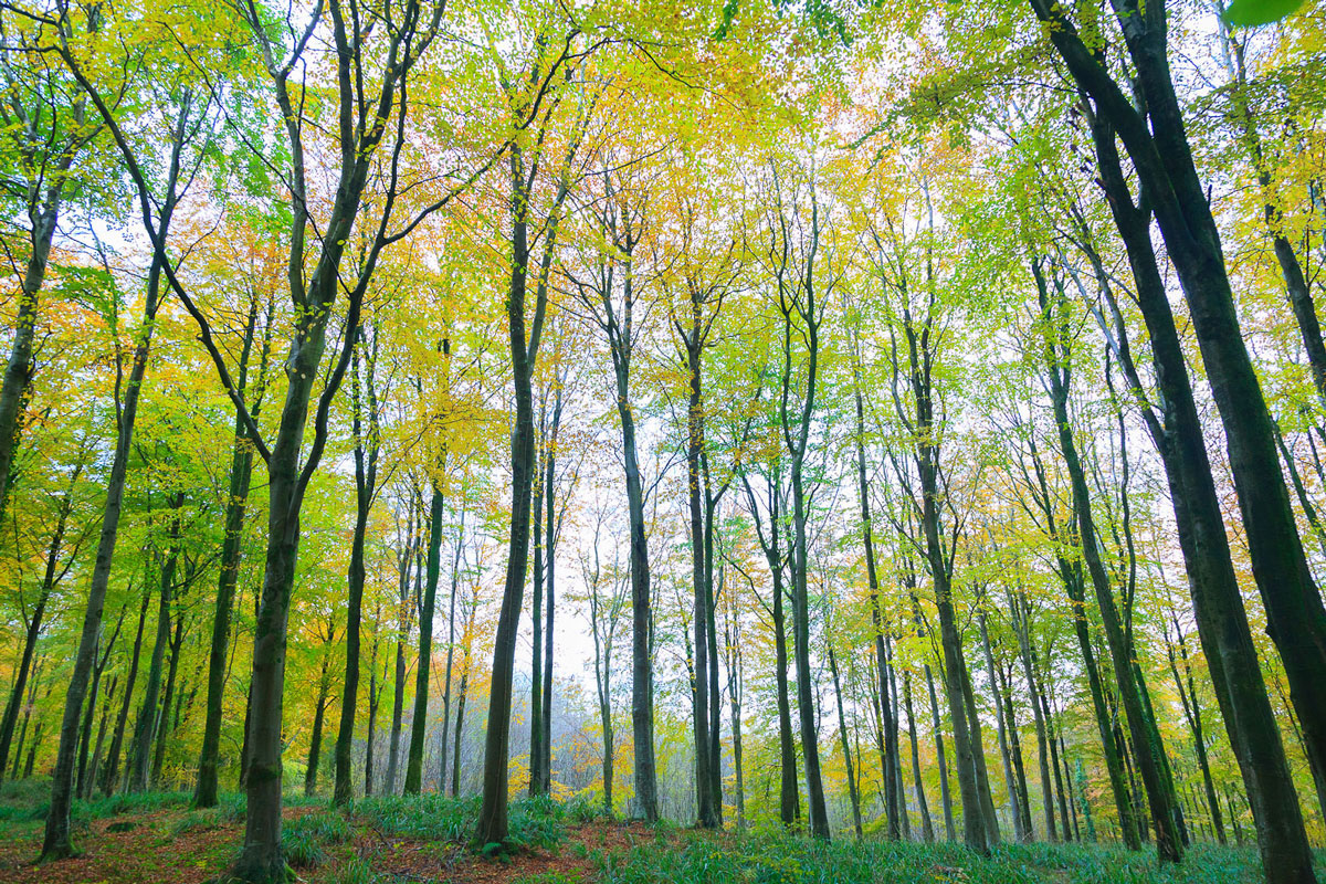 Hooke Woods