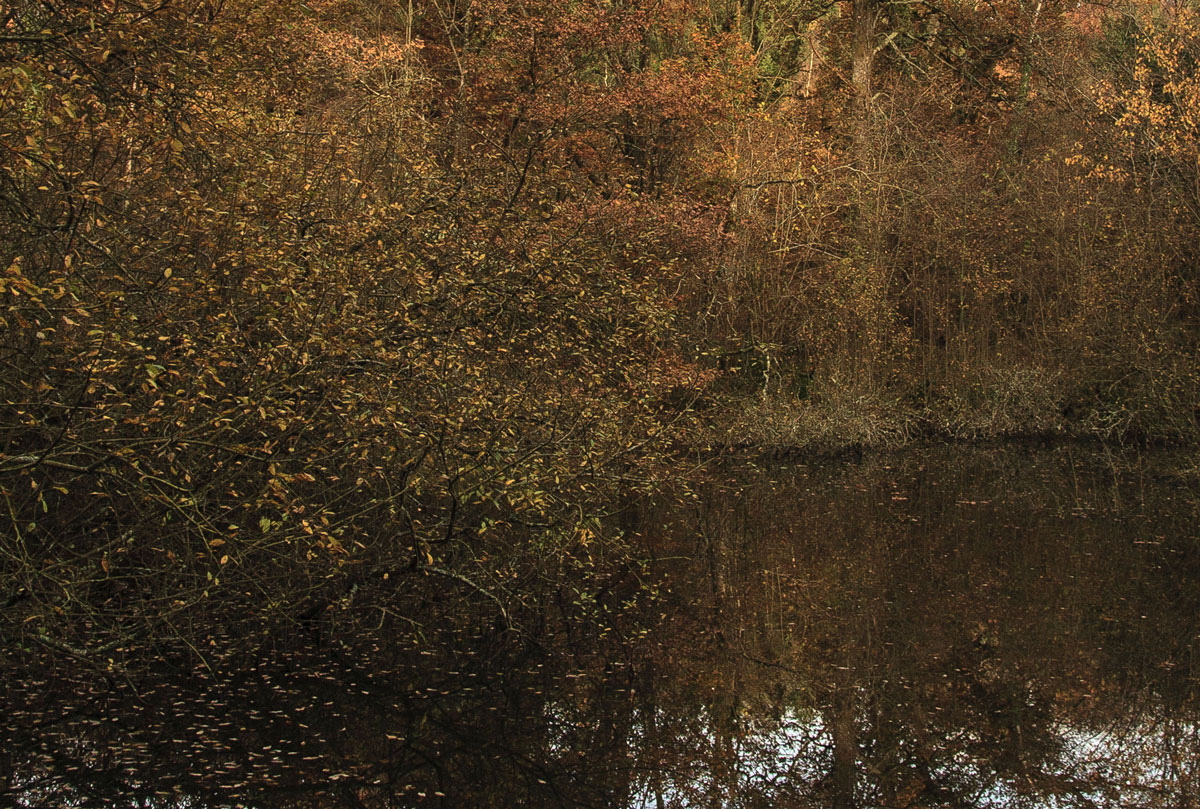 Late Autumn Reflection