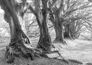 Lewesdon Row bw