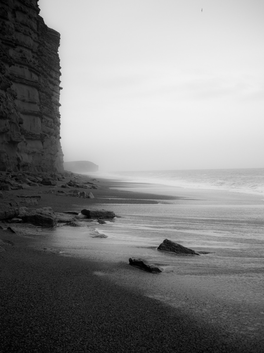 Lone Gull