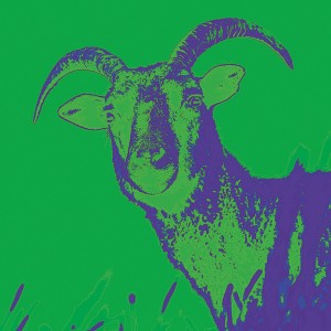 Silly goat 4